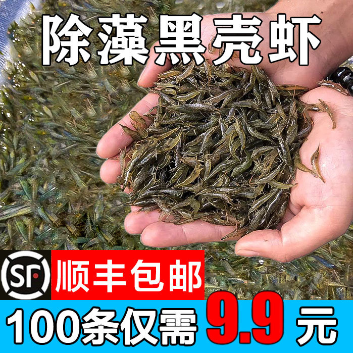 黑壳虾除藻虾鱼缸清洁草虾工具虾观赏虾淡水活体樱花虾鱼草缸造景