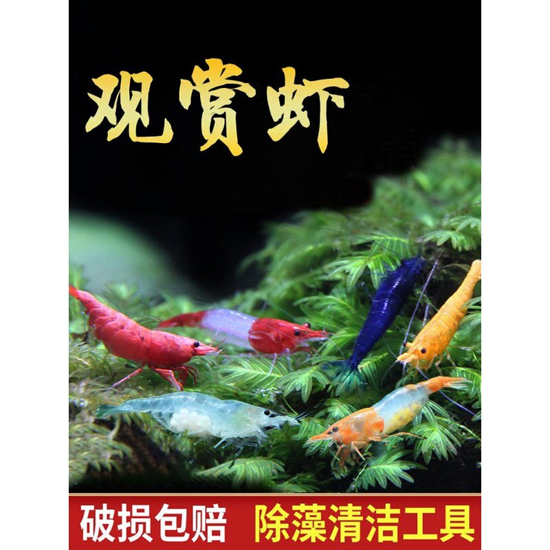 黑壳虾除藻虾鲜活观赏虾淡水晶虾樱花小虾苗极火宠物虾鱼缸工具虾