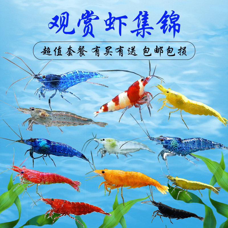 热带观赏虾黑壳虾樱花虾极火虾琉璃虾黄金宽背虾除藻虾工具虾包邮