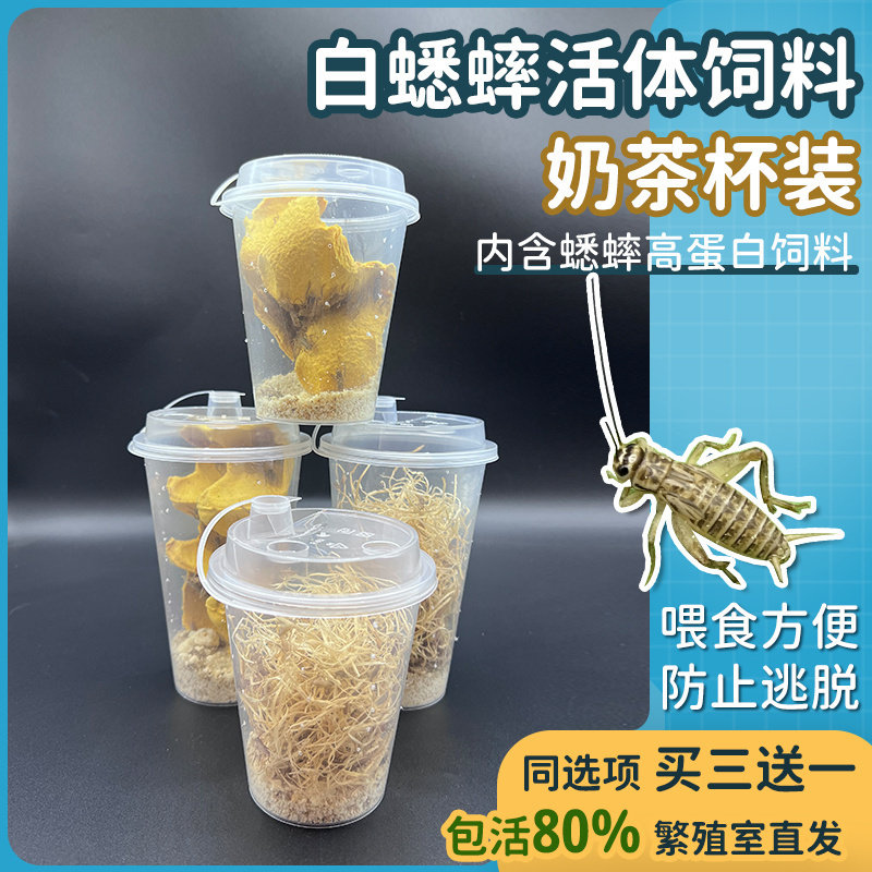 蟋蟀活体饲料奶茶杯装防逃脱内含高蛋白饲料守宫食物蜥蜴螳螂蜘蛛图片