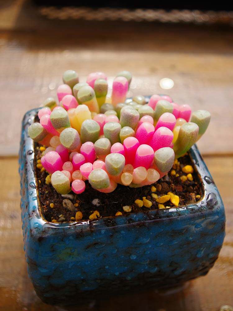 五十铃玉锦粉彩色药锦云南多肉植物稀有室内组合盆栽花卉含盆带土