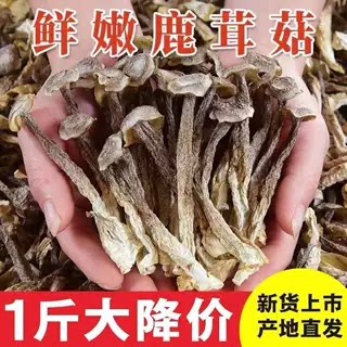 鹿茸菇干货500g包邮鹿茸菌鹿香菇类