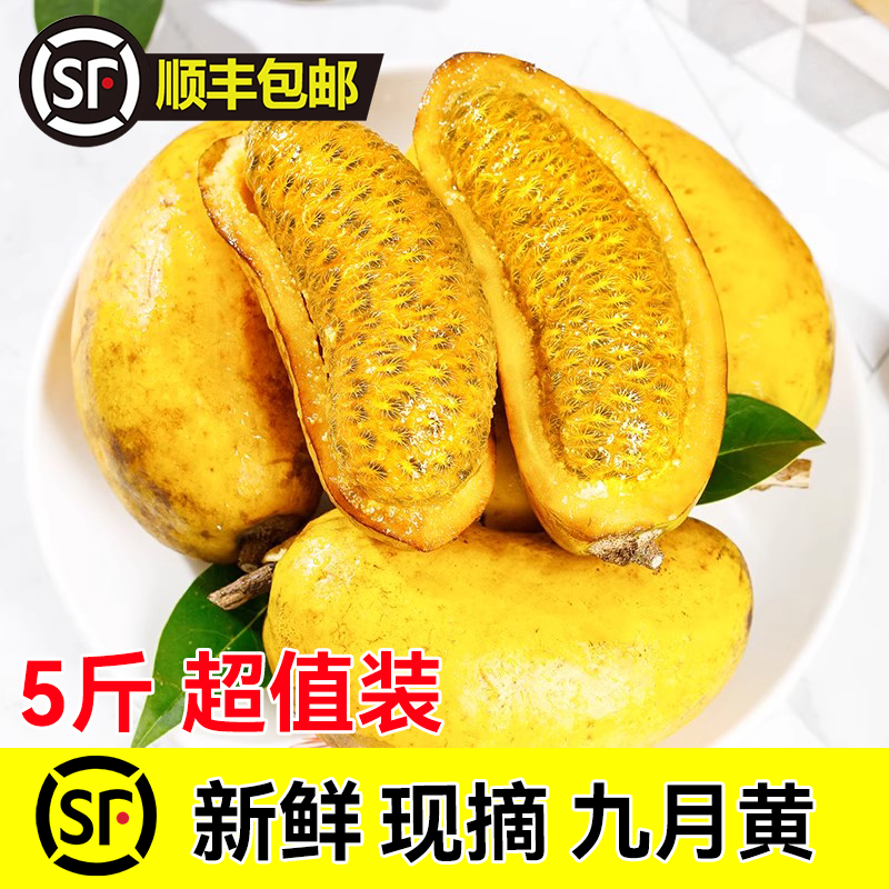 【顺丰包邮】新鲜九月黄现摘水果当季树上熟八月瓜牛软坨产地直发
