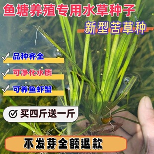 鱼塘池养殖鱼虾蟹专用水生草种净化水质的水草植物种子苦草水草籽