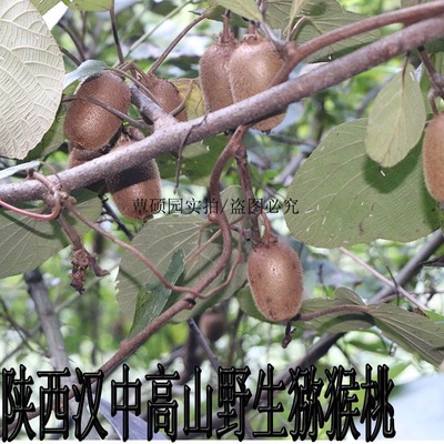 猕猴桃野生猕猴桃猕猴桃秦岭以南野生小猕猴桃陕西汉中本地发货