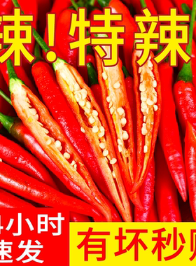 小米辣椒现摘新鲜特辣魔鬼椒尖椒