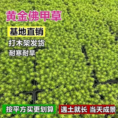 佛甲草皮黄金万年苗地被植物室内