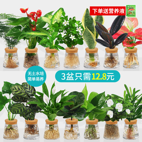 纯水培植物绿植小盆栽好养易打理