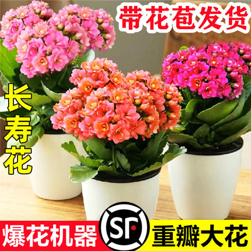 长寿花盆栽重瓣金狐狸大带苞苗四