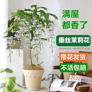 垂丝茉莉盆栽带花苞进口绿植室内花卉四季开花垂钓植物好养大苗