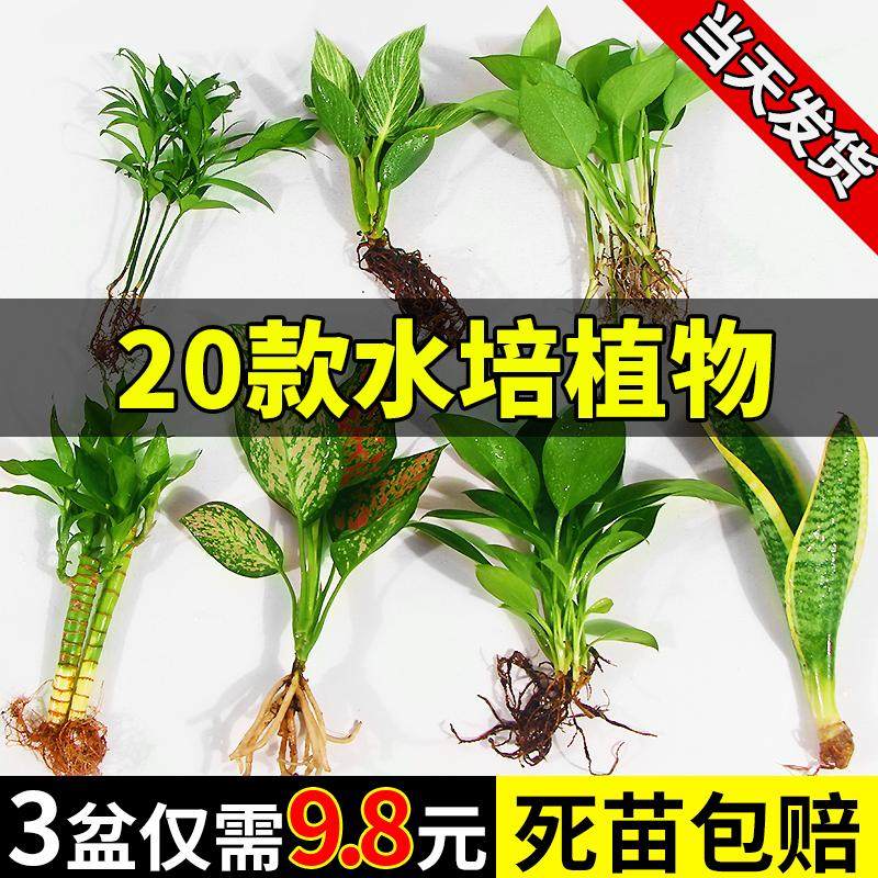 水培植物盆栽绿萝栀子花办公室内花卉小绿植四季好养多肉水养盆栽,鲜花速递/花卉仿真/绿植园艺,绿植,淘宝优惠券,粉丝福利购,淘宝优惠卷