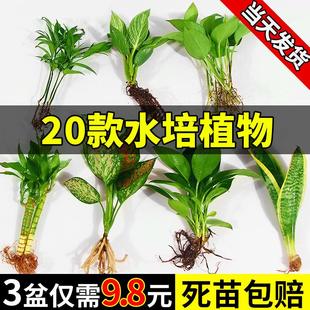 水培植物盆栽绿萝栀子花办公室内花卉小绿植四季 好养多肉水养盆栽