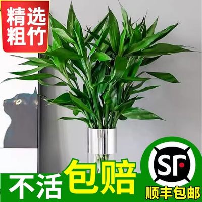 富贵竹水培植物转运花卉绿室内盆