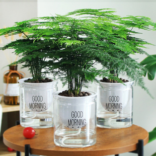 文竹盆栽植物室内办公室水培客厅懒人小绿植花卉大全盆景四季常青