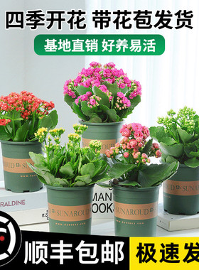 长寿花盆栽重瓣金狐狸大花带花苞花苗四季室内开花好养的花卉植物