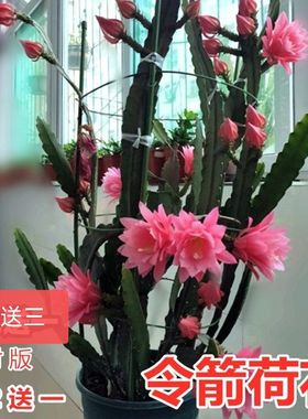 进口令箭荷花昙花大花重瓣品种带根苗红黄紫粉白多色花卉绿植盆栽