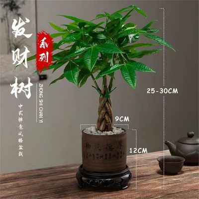 五辫发财树盆栽植物室内办