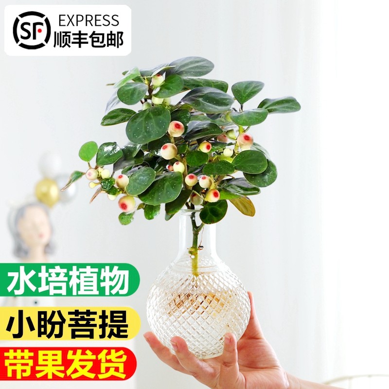 植物菩提摆件小盼盆栽花卉盆景室内绿植桌面水养带果禅意水培客厅,鲜花速递/花卉仿真/绿植园艺,绿植,淘宝优惠券,粉丝福利购,淘宝优惠卷