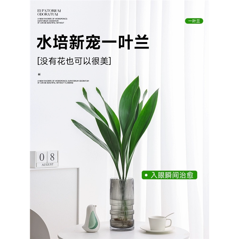 水培一叶兰绿植室内盆栽四图片