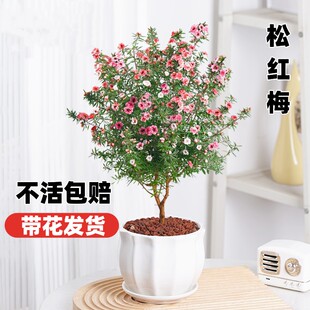 松红梅带花苞三色梅澳洲雪梅花室内花卉盆栽一树多色阳台绿植好养