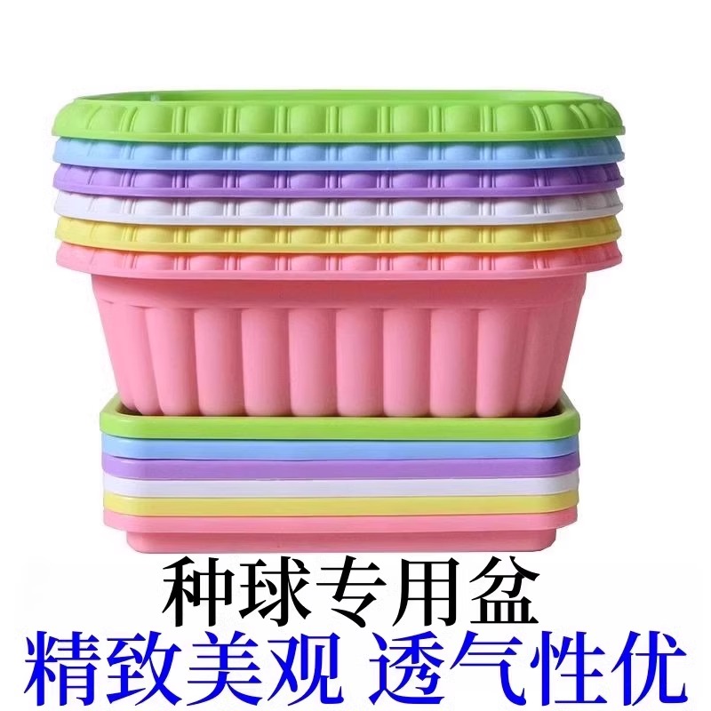 长方形种球花盆阳台郁金香