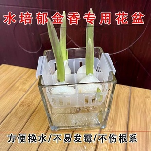 郁金香种球水培花卉植物室内外四季 开花5度球种子土培盆栽风信子