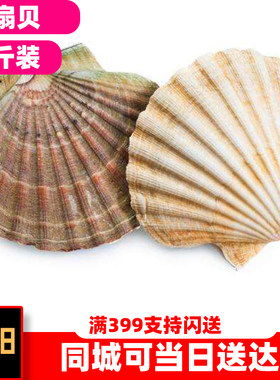 扇贝海螺贝壳类海鲜生蚝送