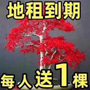 日本红枫树苗四季 红室外耐寒红舞姬盆景盆栽真绿植庭院绿化风景树