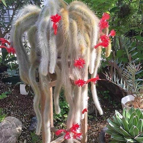 多头正宗软毛九尾狐多肉植物一物一拍长白毛稀有垂吊盆栽包邮