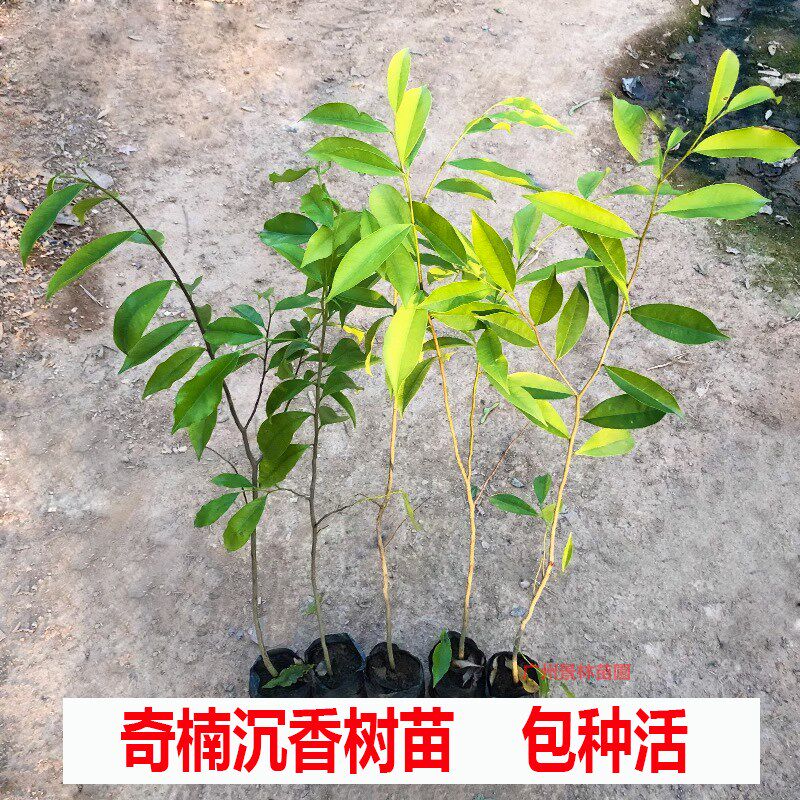 真奇楠沉香树苗名贵苗木越南z原生棋楠苗珍贵木材树药材沉香1