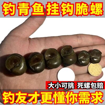 挂钩脆螺鲜活钓青鱼鱼饵薄壳螺蛳石螺打窝料小号田螺活体黑鲩饵料