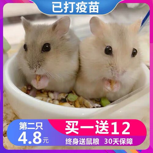 小仓鼠活物送笼子已打过疫苗银狐布丁情侣一对金丝熊活体宠物粮食