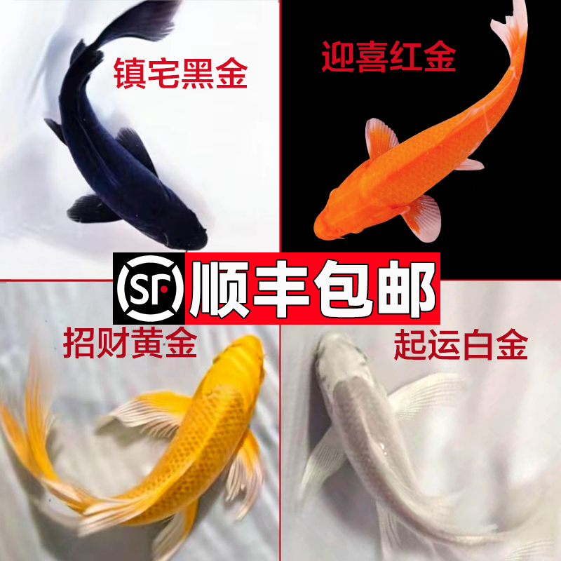 锦鲤鱼活鱼冷水观赏鱼金鱼鱼苗淡水小型好养耐活红鲤鱼纯种小锦鲤