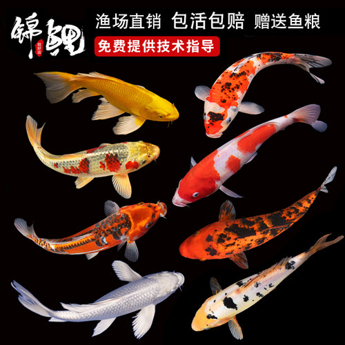 锦鲤鱼活鱼观赏鱼纯种大型红白冷水淡水好养耐活金鱼红鲤鱼小鱼苗