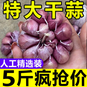 金乡新鲜紫皮大蒜大蒜头干蒜五斤