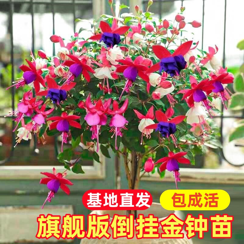 买一送一重瓣倒挂金钟棒棒糖灯笼花苗阳台客厅庭院室内好养易活图片
