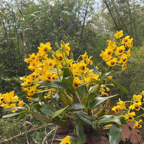 鼓槌石斛兰 云南黄花苗棒槌铁皮赤水金钗栗斑鼓鼓槌石斛绿植