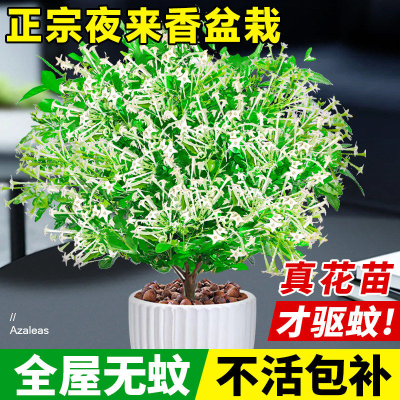 夜来香盆栽花树苗老桩带花苞室内外驱蚊花卉植物庭院阳台好养易活