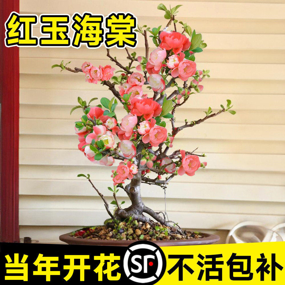 海棠花盆栽耐寒抗冻红玉海棠树苗老桩盆景室内花绿植真花花卉植物,鲜花速递/花卉仿真/绿植园艺,时令草本花卉,淘宝优惠券,粉丝福利购,淘宝优惠卷