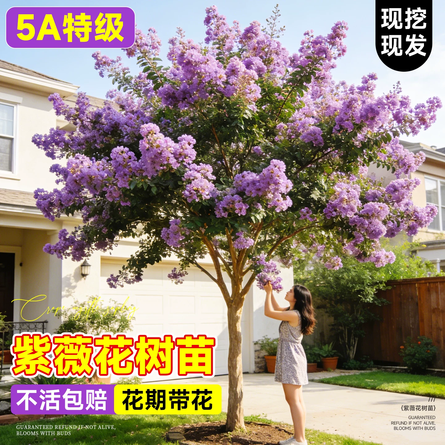 紫薇花树苗盆栽百日红花卉庭院老桩别墅室外绿化植物庭院四季大苗