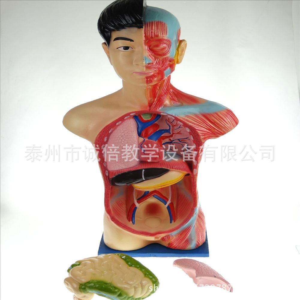 少年人体半身模型 39053 初高中学生物医学生理卫生解剖器官肌肉