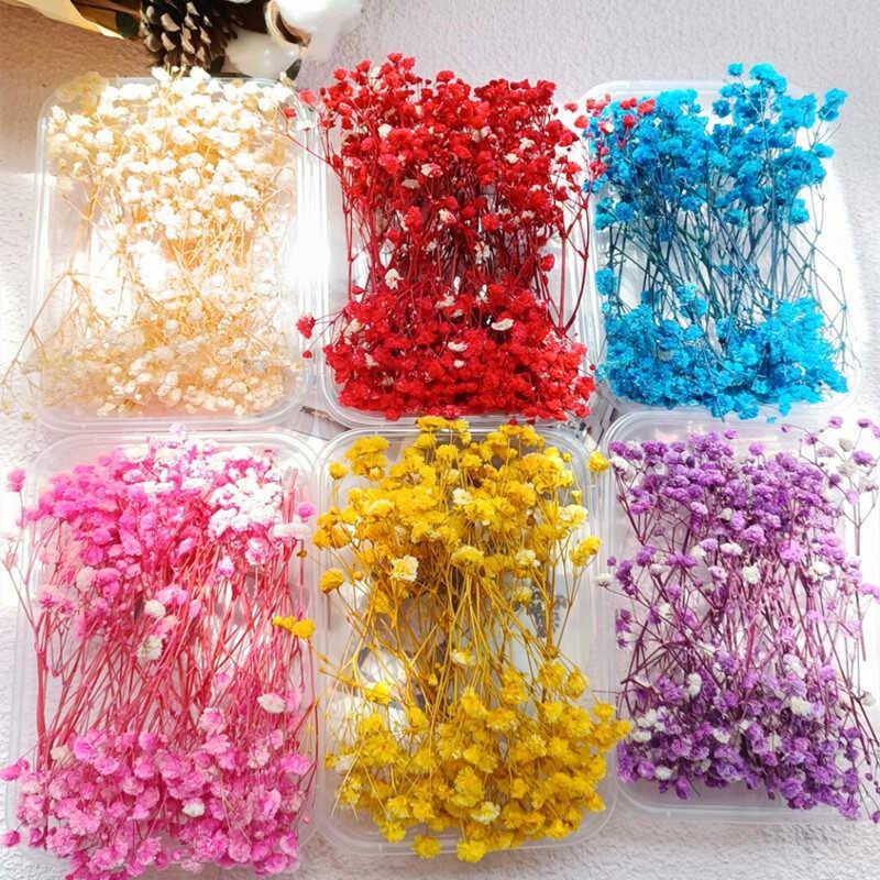 满天星diy永生花材 相框盒装干花包 装饰真花ins摆件拍摄道具