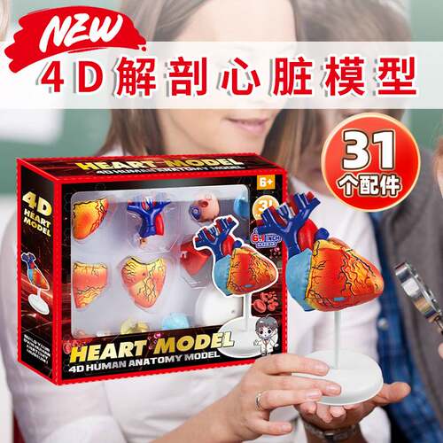 人体心脏解剖模型器官结构中