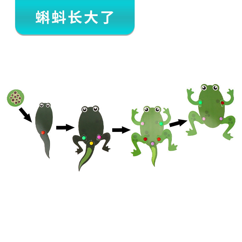 蝌蚪长大了青蛙一生教具diy手工