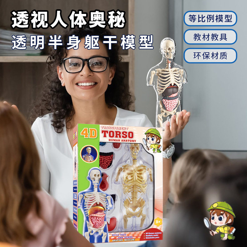 人体结构拼装模型骨骼内脏器官