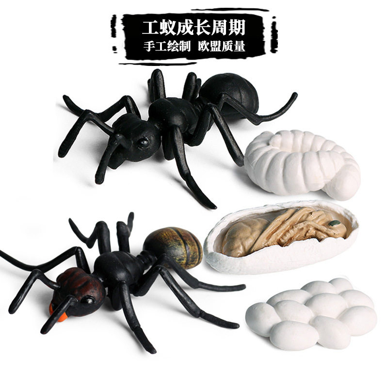 仿真动物模型儿童科教蚂蚁蝴蝶