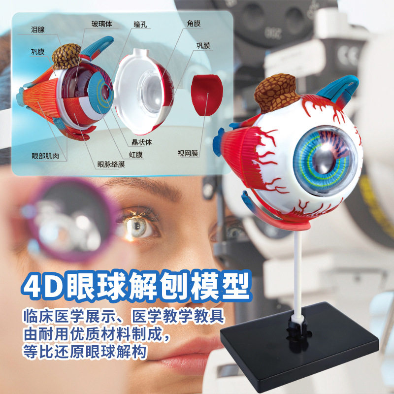 人体教学眼球解剖专用结构模型可