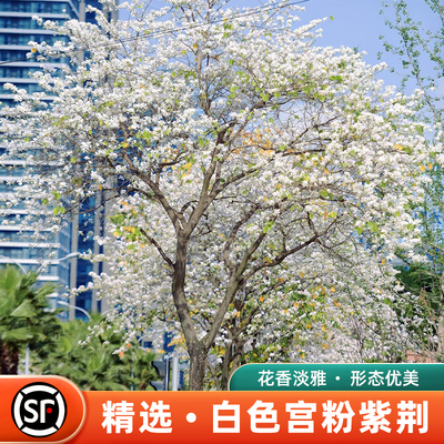 白色宫粉紫荆花树苗盆栽白花羊蹄甲树苗庭院四季常绿绿化风景树苗