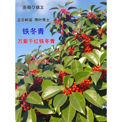 铁冬青树苗万紫千红果名贵药材救必应熊胆木常青白银木绿化观赏树