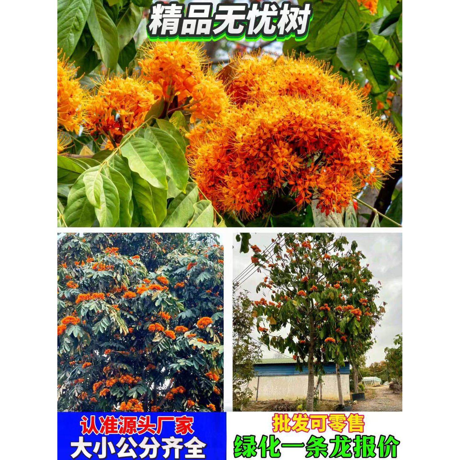 无忧花树苗印度火焰花菩提庭院路边绿化树苗珍贵树苗四季常绿盆栽